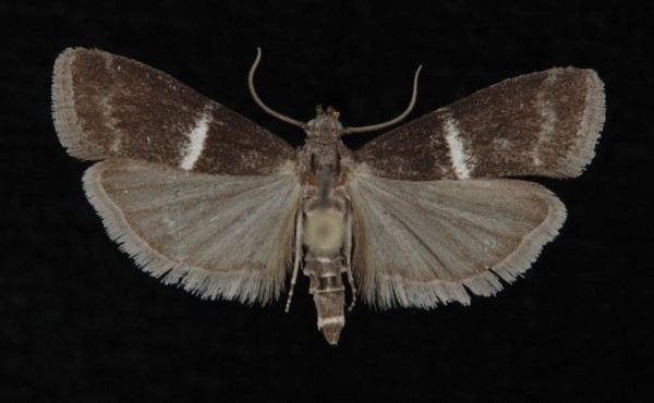 Elegia similella Elegia similella