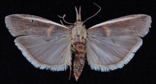 Etiella zinckenella Etiella zinckenella