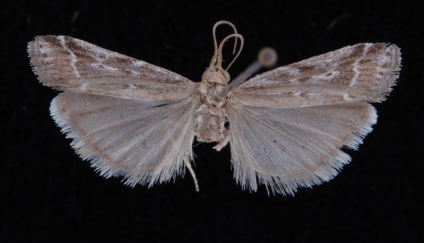 Pempeliella ornatella Pempeliella ornatella
