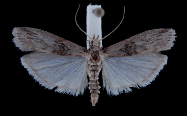 Nephopterix angustella Nephopterix angustella