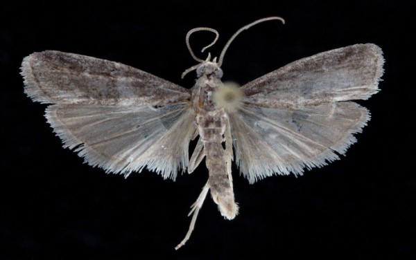 Glyptoteles leucacrinella Glyptoteles leucacrinella