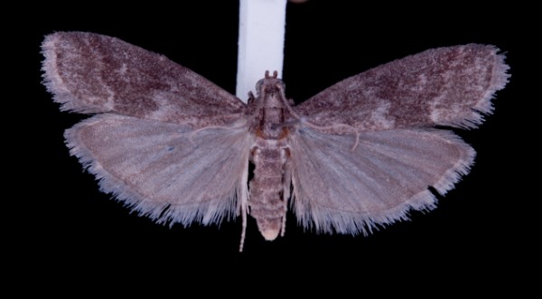 Glyptoteles leucacrinella Glyptoteles leucacrinella