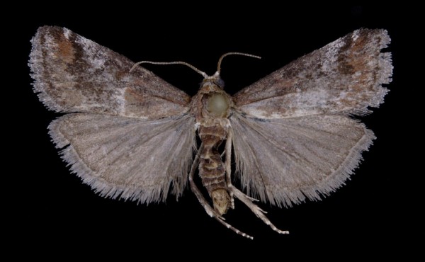 Acrobasis marmorea Acrobasis marmorea