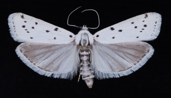 Myelois circumvoluta Myelois circumvoluta