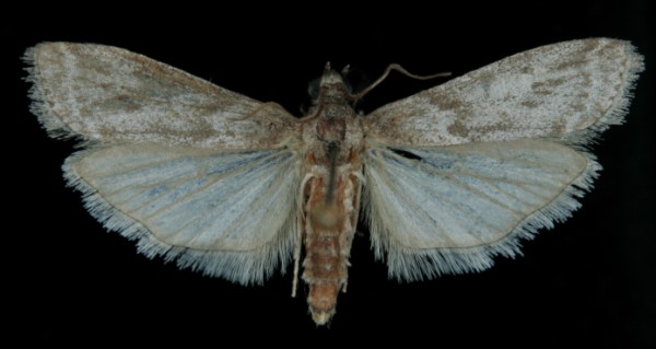 Apomyelois ceratoniae Apomyelois ceratoniae