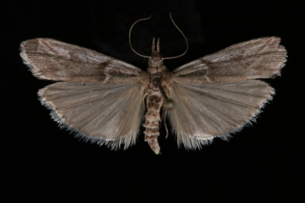 Zophodia grossulariella Zophodia grossulariella