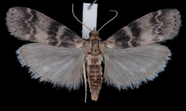 Euzophera pinguis Euzophera pinguis