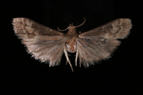 Euzophera fuliginosella Euzophera fuliginosella