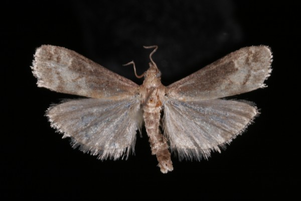Euzophera fuliginosella Euzophera fuliginosella