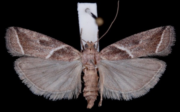 Nyctegretis lineana Nyctegretis lineana