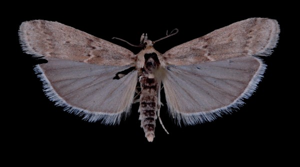 Ancylosis oblitella Ancylosis oblitella