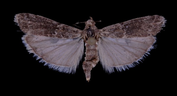 Ancylosis oblitella Ancylosis oblitella