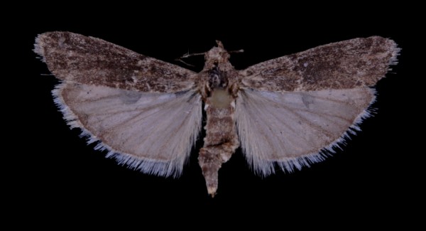 Ancylosis oblitella