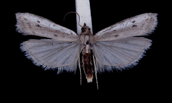 Phycitodes maritima Phycitodes maritima