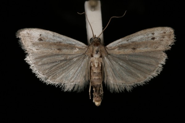 Phycitodes maritima Phycitodes maritima