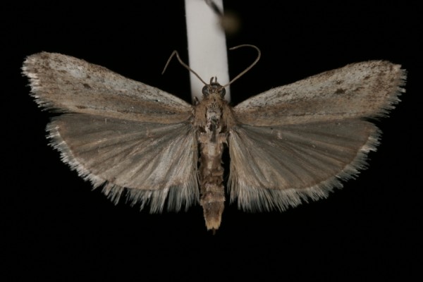 Phycitodes inquinatella Phycitodes inquinatella