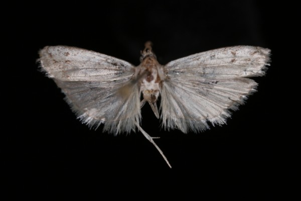 Phycitodes inquinatella Phycitodes inquinatella