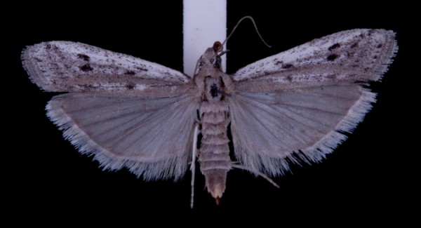 Phycitodes saxicola Phycitodes saxicola