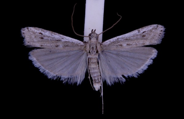 Phycitodes saxicola Phycitodes saxicola