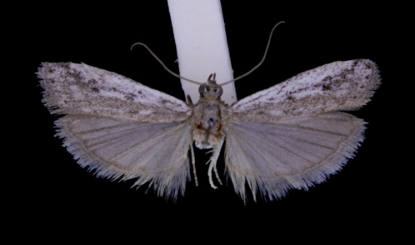 Phycitodes albatella Phycitodes albatella