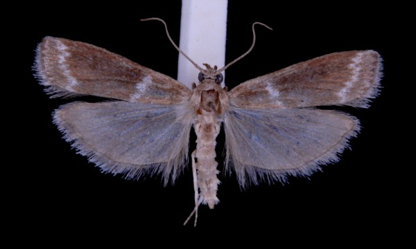 Vitula biviella Vitula biviella