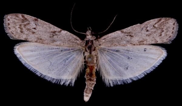 Ephestia kuehniella Ephestia kuehniella
