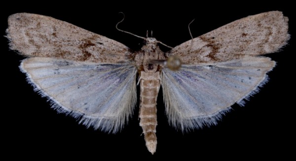 Ephestia kuehniella Ephestia kuehniella