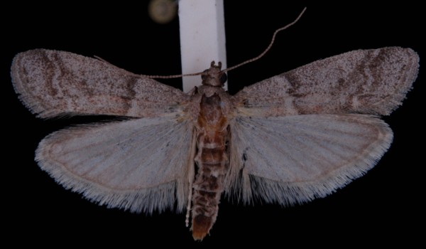 Ephestia elutella