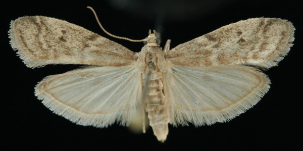 Ephestia unicolorella Ephestia unicolorella