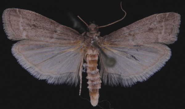 Cadra cautella Cadra cautella