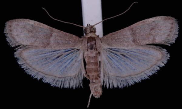Cadra cautella Cadra cautella