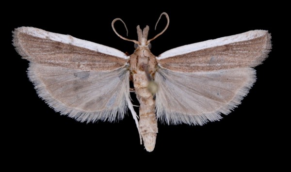 Anerastia lotella