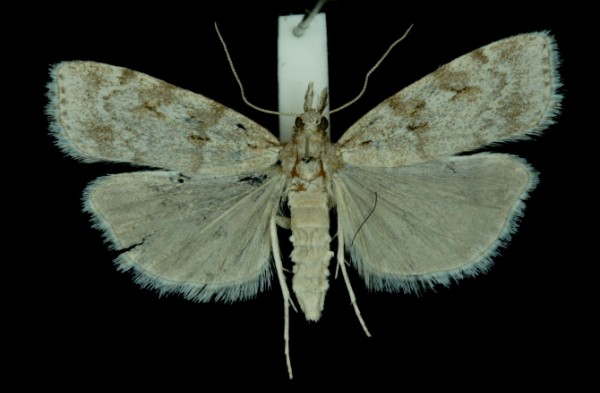 Scoparia subfusca