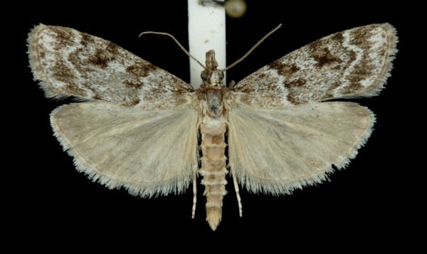 Scoparia ambigualis Scoparia ambigualis