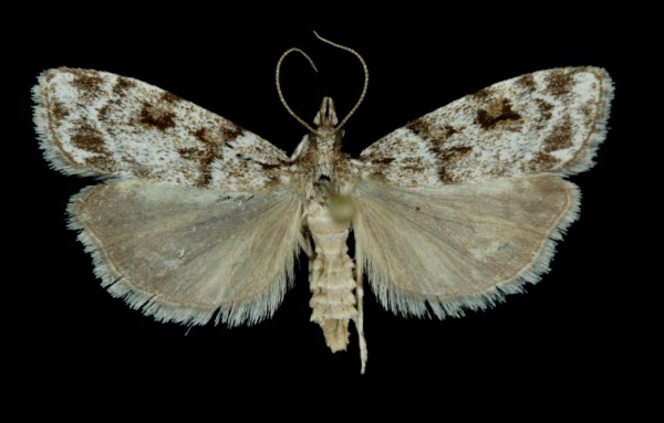 Scoparia ambigualis Scoparia ambigualis