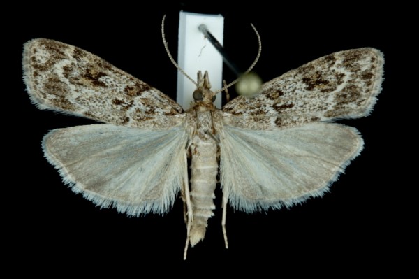 Scoparia ambigualis Scoparia ambigualis