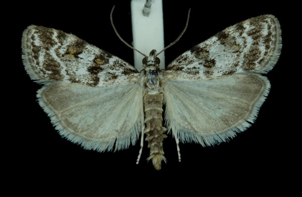 Scoparia pyralella Scoparia pyralella