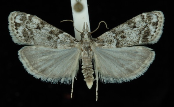 Eudonia lacustrata Eudonia lacustrata
