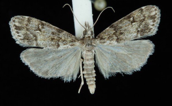 Eudonia lacustrata