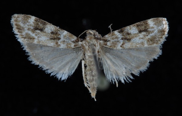 Eudonia delunella Eudonia delunella