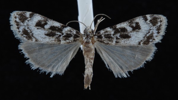 Eudonia delunella Eudonia delunella
