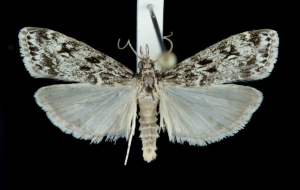 Eudonia truncicolella Eudonia truncicolella