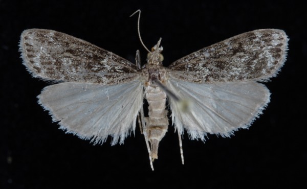 Eudonia truncicolella Eudonia truncicolella