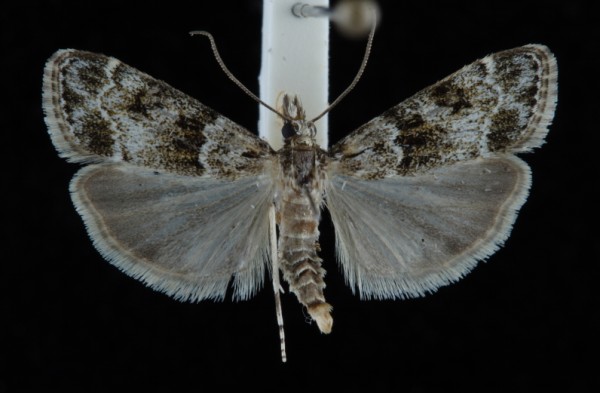 Eudonia mercurella Eudonia mercurella