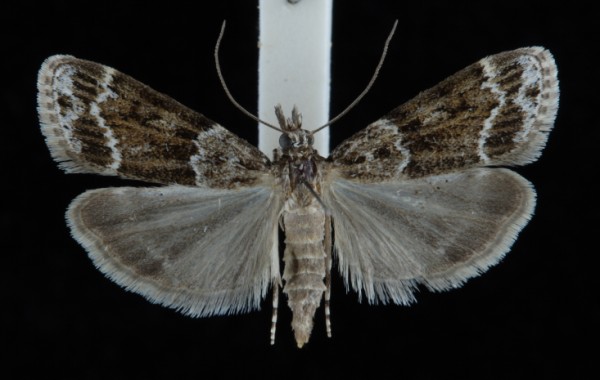 Eudonia mercurella Eudonia mercurella