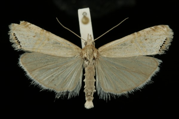 Euchromius ocellea Euchromius ocellea