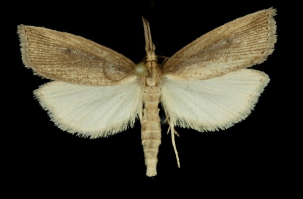 Chilo phragmitella Chilo phragmitella