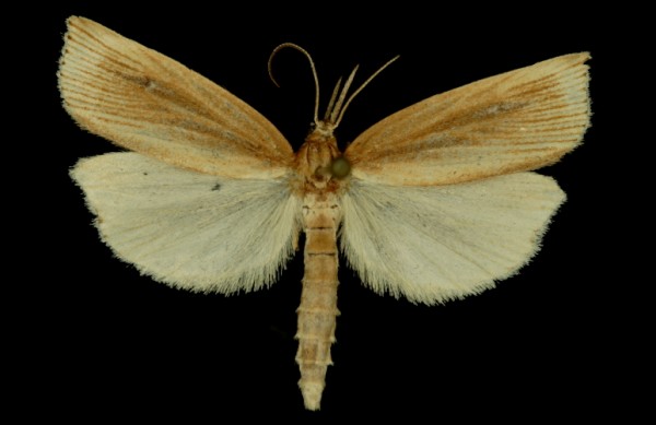 Chilo phragmitella Chilo phragmitella