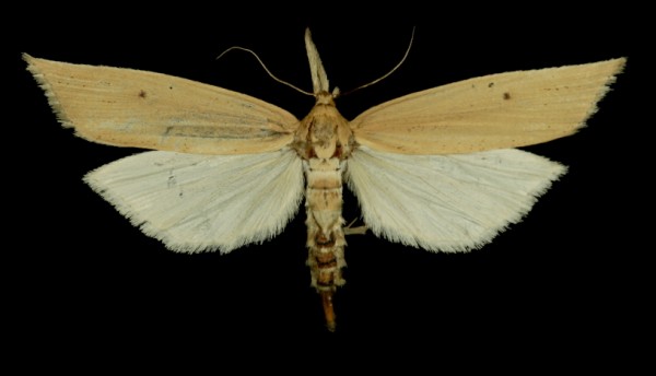 Chilo phragmitella Chilo phragmitella