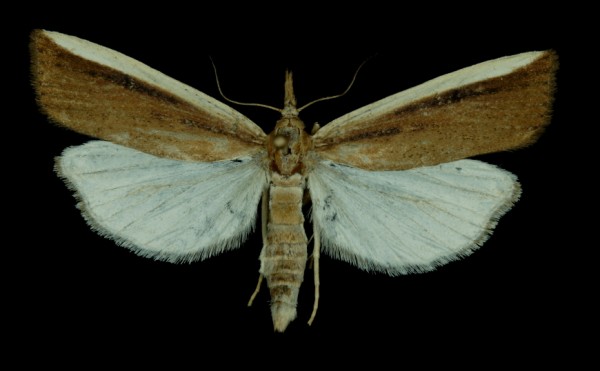 Haimbachia cicatricella